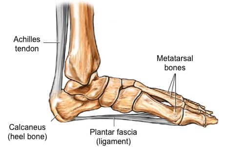 Plantar Fasciitis Scientific Discussion - Anatomy of Plantar Fascia